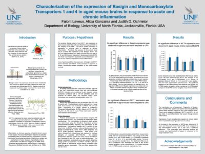 Characterization-of-the-expression-of-Basigin-and-Monocarboxylate-Transporters-1-and-4-in-aged-mouse-brains-in-response-to-acute poster