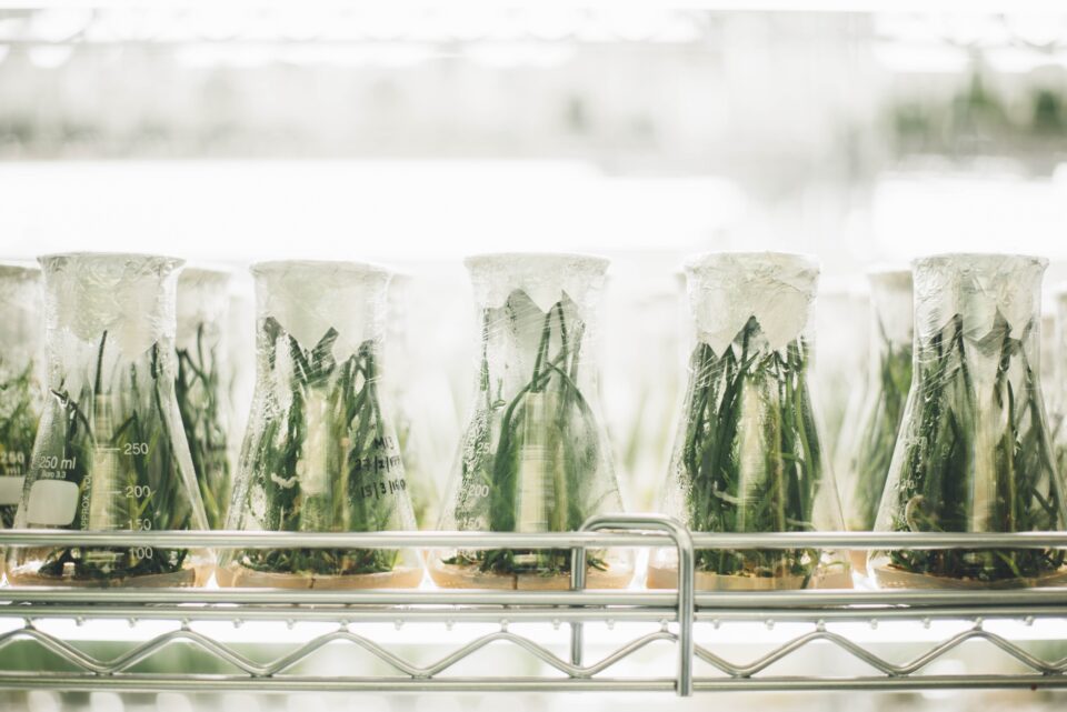 Beakers filled with plants in white lab room